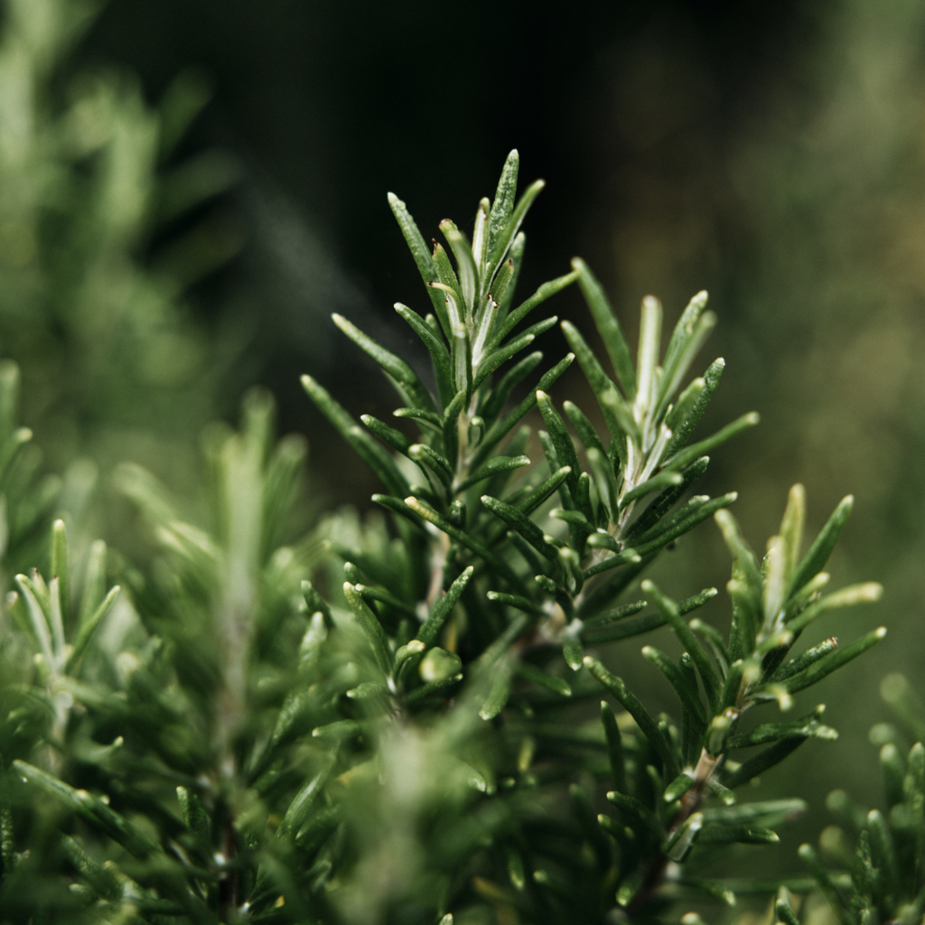 ST EVAL- Bay & Rosemary, Hand Wash