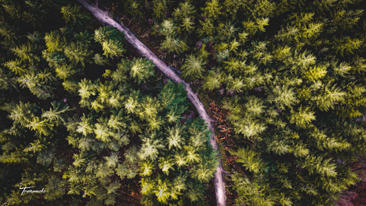 Woodland - Print